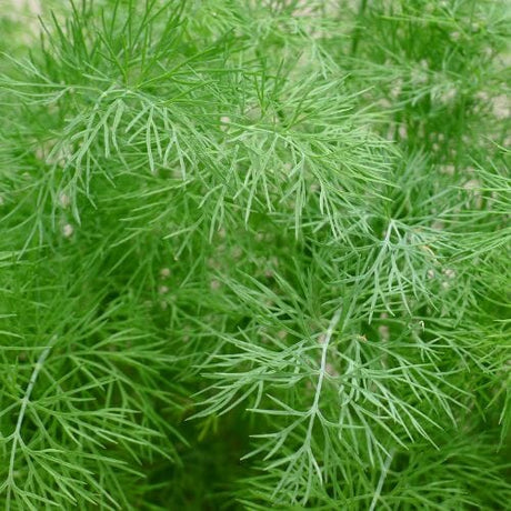 Dill – Aromatisches Kraut für vielseitige Gerichte Gewürz Obstwelt 