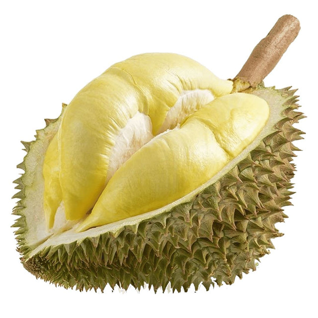 Durian Frucht mit stacheliger Schale und cremigem Fruchtfleisch
