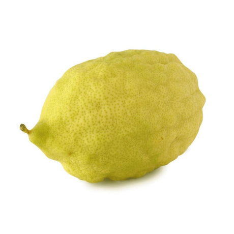 Etrog – Aromatische Zitrusfrucht Exoten Obstwelt 