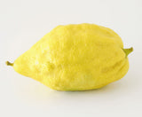 Etrog Zitronatzitrone mit gelber aromatischer Schale