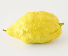 Etrog Zitronatzitrone mit gelber aromatischer Schale
