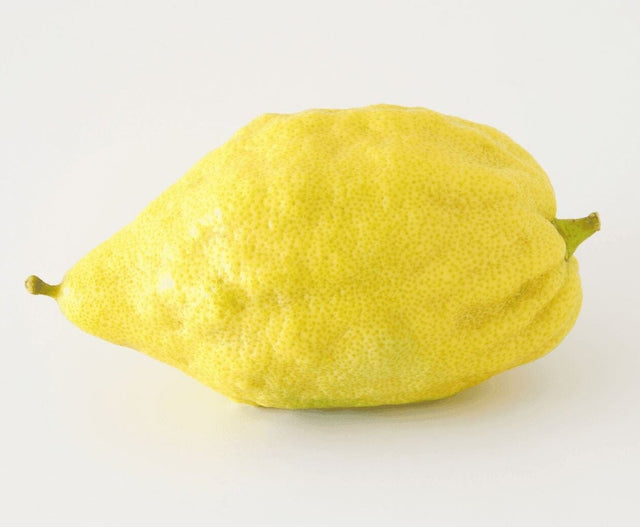 Etrog Zitronatzitrone mit gelber aromatischer Schale