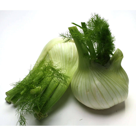 Fenchel Gemüse Obstwelt 