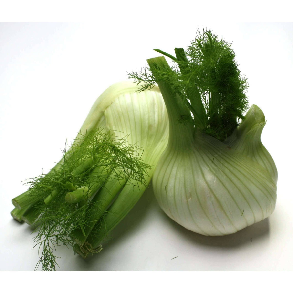 Fenchel Gemüse Obstwelt 