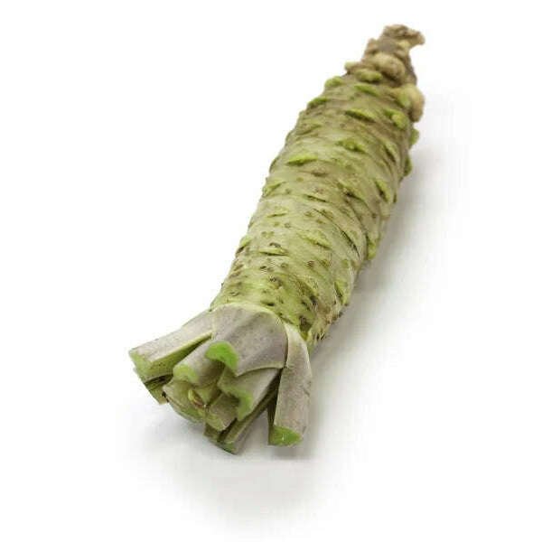 Frischer Wasabi als echtes grünes Wasabi-Rhizom