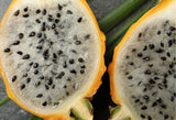 Gelbe Pitahaya – Süße Drachenfrucht für exotischen Genuss Exoten Obstwelt 
