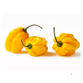 Gelbe Habanero Chili mit leuchtend gelber Schale