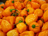 Gelbe Habanero – Fruchtig-scharfe Chili für Mutige & Profis chili Obstwelt 