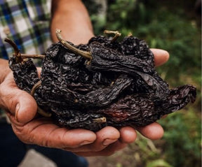 Getrocknete Ancho Chili mit dunkelroter bis brauner Schale