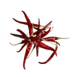 Getrocknete Arbol-Chilis – Scharfe Chilis für würzige Rezepte chili Obstwelt 