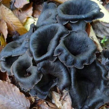 Herbsttrompeten – würzige Pilze für Risotto - Obstwelt