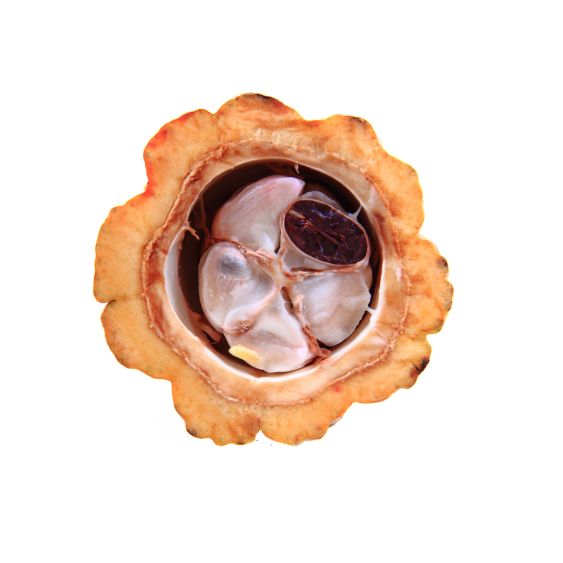 Kakaofrucht – Exotische Frucht mit dem Ursprung von Schokolade Exoten Obstwelt 