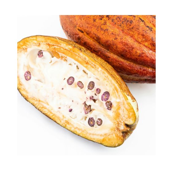 Kakaofrucht – Exotische Frucht mit dem Ursprung von Schokolade Exoten Obstwelt 