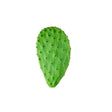 Frische Kaktusblätter Nopales mit grüner Oberfläche