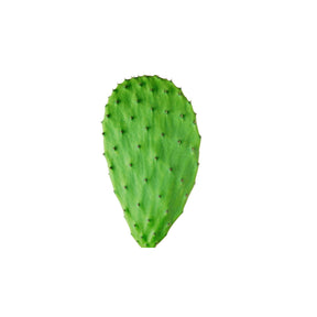 Frische Kaktusblätter Nopales mit grüner Oberfläche