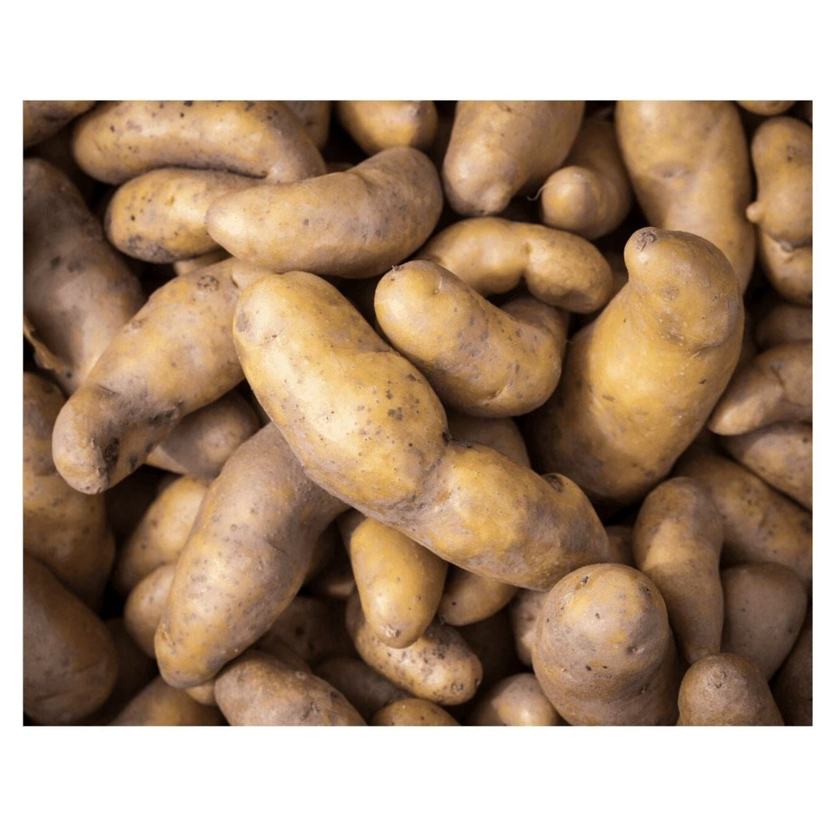 Kartoffeln 'La Ratte' – Festkochende Gourmet-Kartoffel mit nussigem Aroma Gemüse Obstwelt 