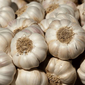 Knoblauch kaufen bei Obstwelt.com