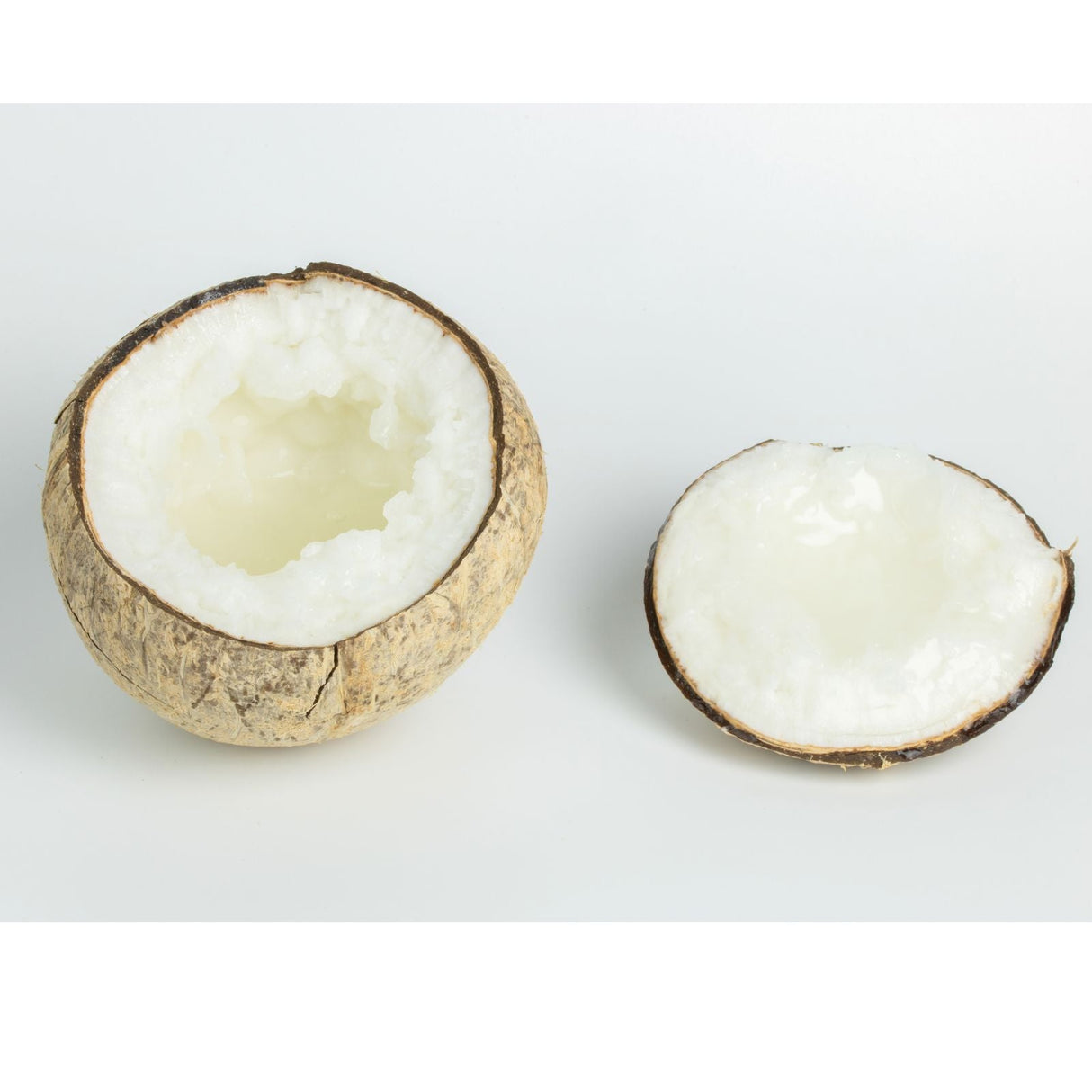 Kopyor Kokosnuss – seltene Spezial-Kokosnuss mit weichem Fruchtfleisch Exoten Obstwelt 