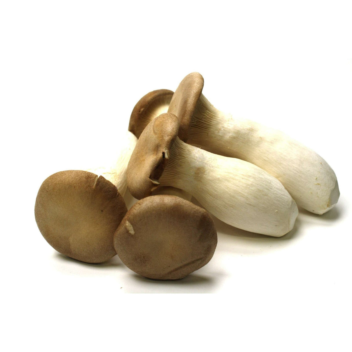 King Oyster Mushrooms für Pasta, Risotto, Bowls und vegane Gerichte
