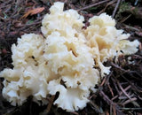 Krause Glucke – Wildpilz-Rarität mit nussigem Aroma & Biss Pilze Obstwelt 