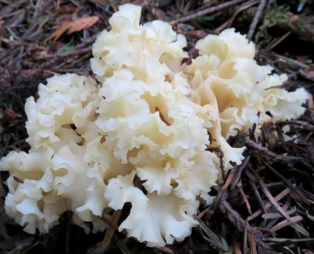 Krause Glucke – Wildpilz-Rarität mit nussigem Aroma & Biss Pilze Obstwelt 