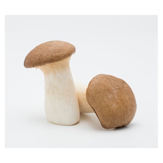 Kräuterseitlinge – Fleischige Edelpilze für feine Gerichte Pilze Obstwelt 