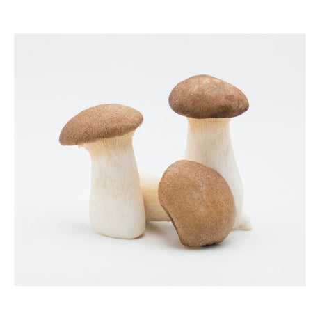 Kräuterseitlinge – Fleischige Edelpilze für feine Gerichte Pilze Obstwelt 