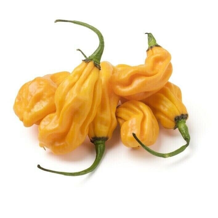 Madame Jeanette Chili – Fruchtige Schärfe für karibische Rezepte chili Obstwelt 
