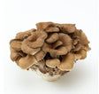 Frische Maitake Pilze mit fächerartiger büscheliger Struktur