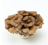 Frische Maitake Pilze mit fächerartiger büscheliger Struktur
