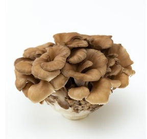 Frische Maitake Pilze mit fächerartiger büscheliger Struktur