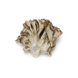 Maitake Pilze – Edle Vitalpilze für feine & gesunde Gerichte Pilze Obstwelt 