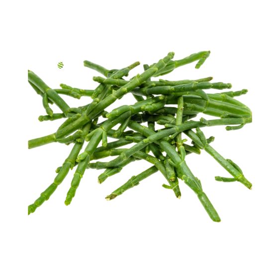 Meeresbohnen (Salicornia) – Knackig-salzig für Fisch & Deko See Gemüse Obstwelt 