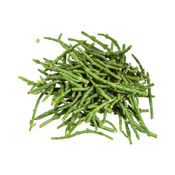 Meeresbohnen (Salicornia) – Knackig-salzig für Fisch & Deko See Gemüse Obstwelt 