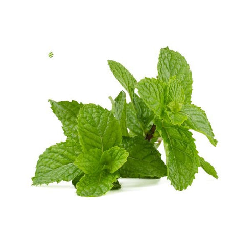 Frische Minze mit grünen aromatischen Blättern