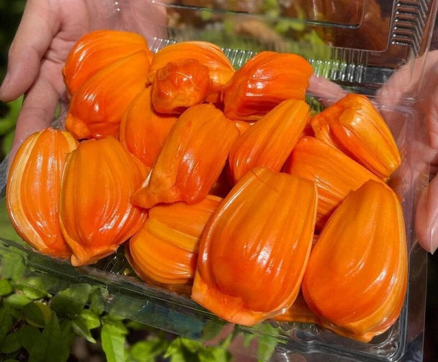 Geschälte rote Jackfrucht – fruchtig-süße Jackfruit Exoten Obstwelt 