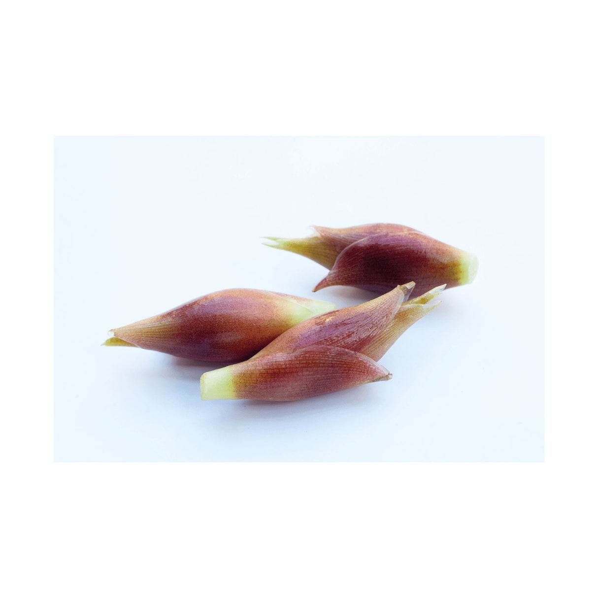 Myoga – Zarter japanischer Ingwer für feine Rezepte Exoten Obstwelt 