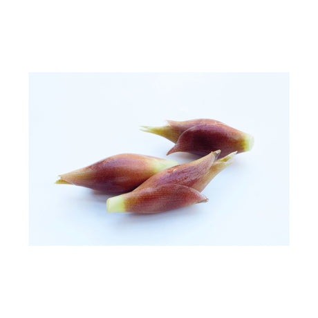 Myoga – Zarter japanischer Ingwer für feine Rezepte Exoten Obstwelt 