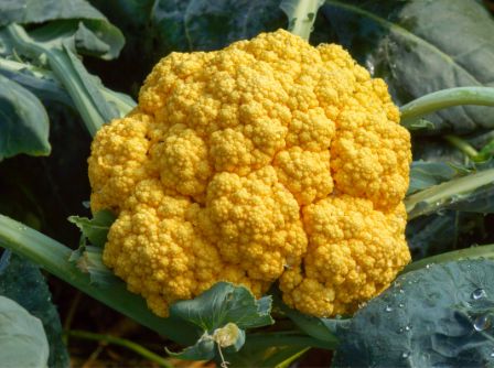 Oranger Blumenkohl – Mildes Power-Gemüse in leuchtender Farbe Gemüse Obstwelt 