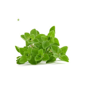 Frischer Oregano mit grünen aromatischen Blättern