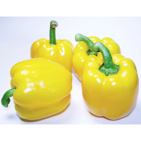 Paprika gelb Gemüse Obstwelt 