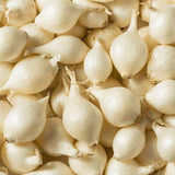 Frische Perlzwiebeln mit kleiner runder Form und heller Schale
