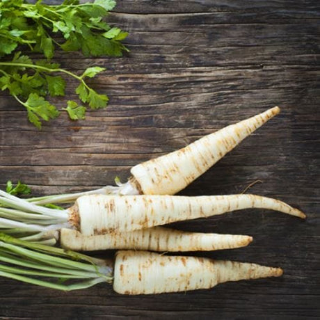 Petersilienwurzel – Aromatisch, Leicht Süßlich und Vielseitig Gewürz Obstwelt 