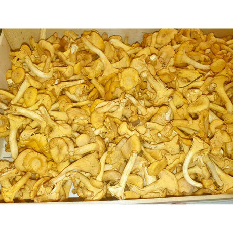 Pfifferlinge Pilze Obstwelt 