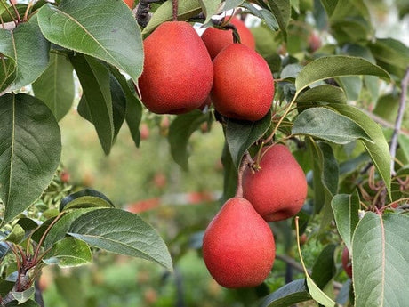 PiqaBoo Birne – Exklusive Kreuzung mit süßem, knackigem Aroma Obst Obstwelt 