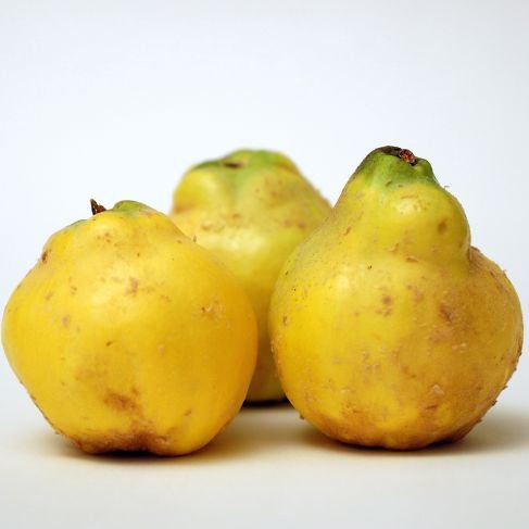 Frische goldgelbe Quitten mit aromatischem Duft