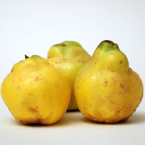 Frische goldgelbe Quitten mit aromatischem Duft