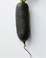 Rettich Lang Schwarz – Würziges Wurzelgemüse mit Charakter Gemüse Obstwelt 