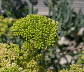 Rock Sea Fennel Blossom mit feinen gelblich-grünen Meerfenchel-Blüten