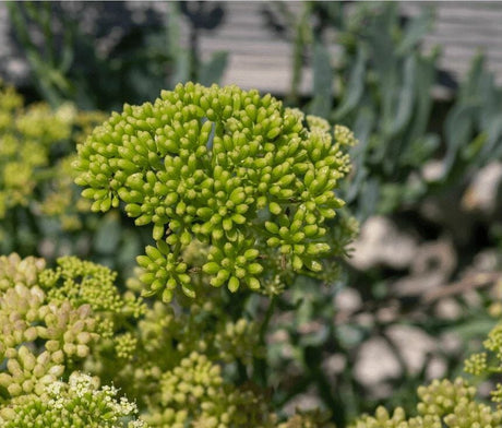 Rock Sea Fennel Blossom mit feinen gelblich-grünen Meerfenchel-Blüten